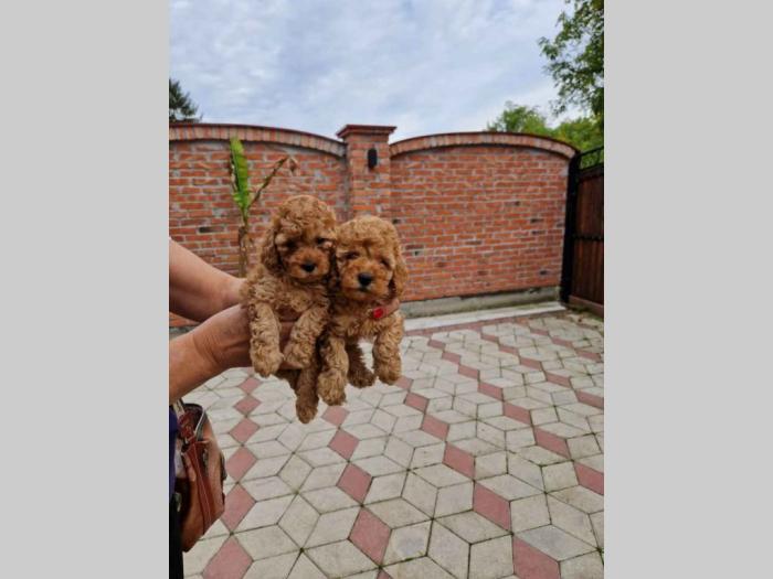toy pudle štenci sa fotografije besplatni mali oglasi