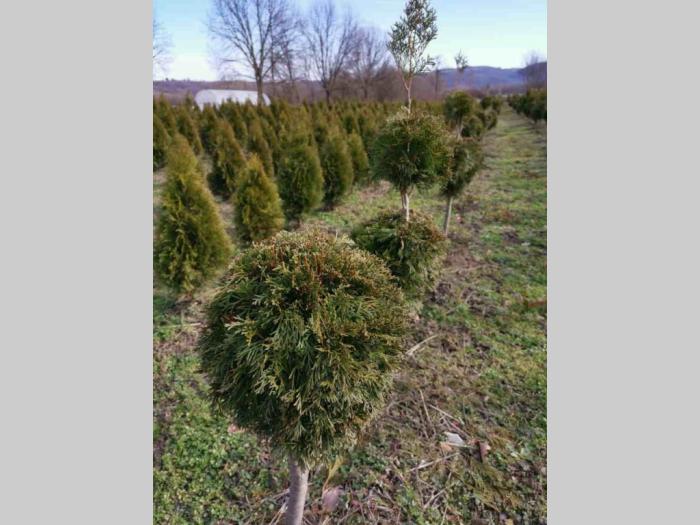 sezonska rasprodaja četinara do 90 cm besplatni mali oglasi