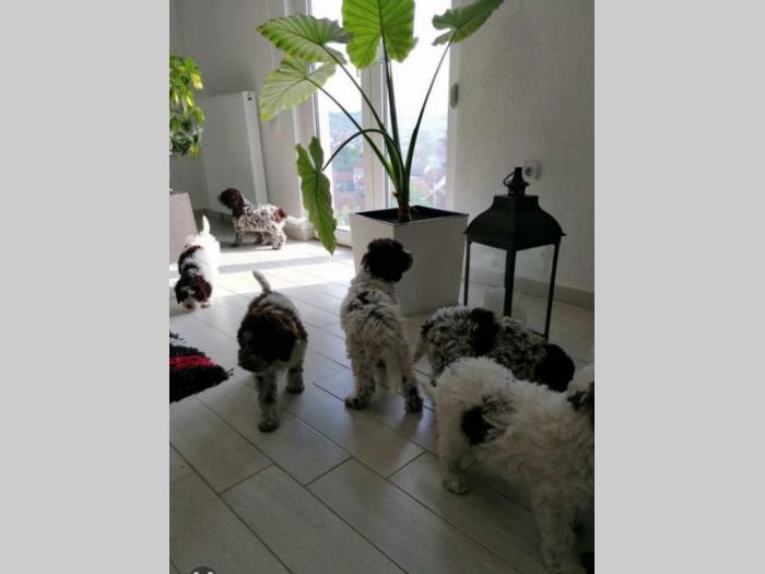 dostupno novo leglo lagotto romanjolo besplatni mali oglasi