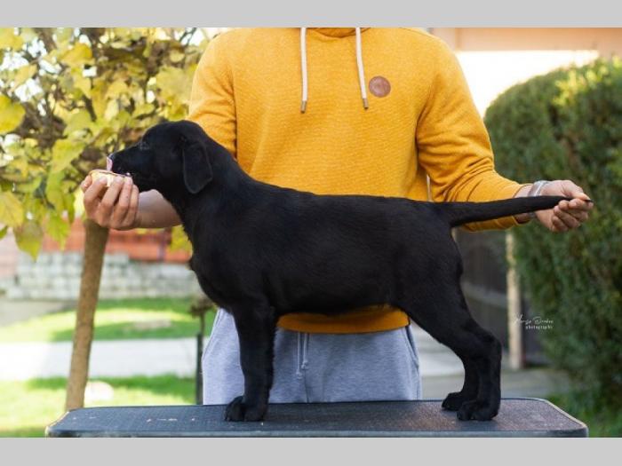 labrador retriver štenci besplatni mali oglasi