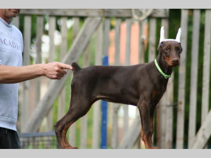 na prodaju štenci dobermana starosti 4 meseca, spremni za novi dom besplatni mali oglasi