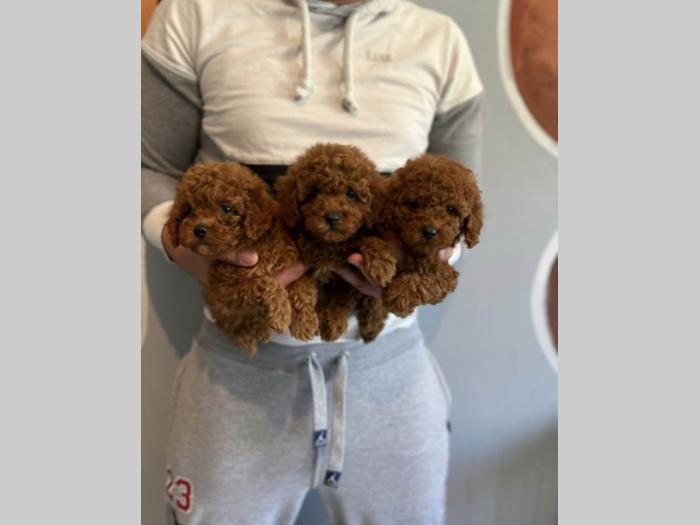 najlepši štenci tzv mede (engl teddy bear, toy pudle) besplatni mali oglasi