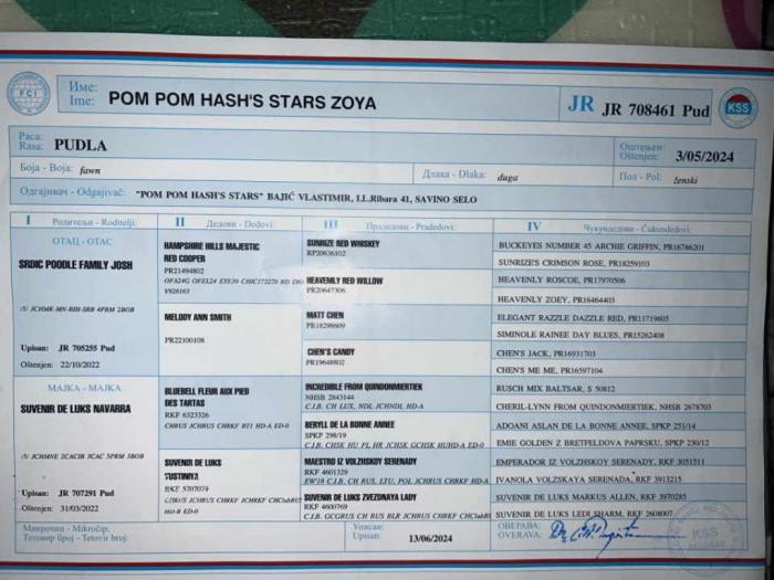 ženka kraljevske pudle izložbeni kvalitet besplatni mali oglasi
