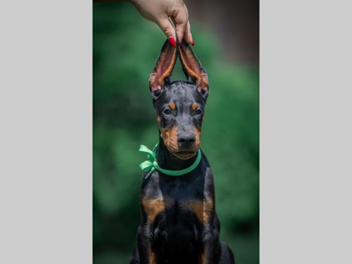 doberman štenci besplatni mali oglasi