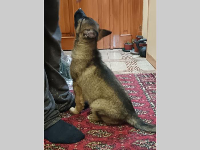 nemački ovčar muško i žensko štene besplatni mali oglasi