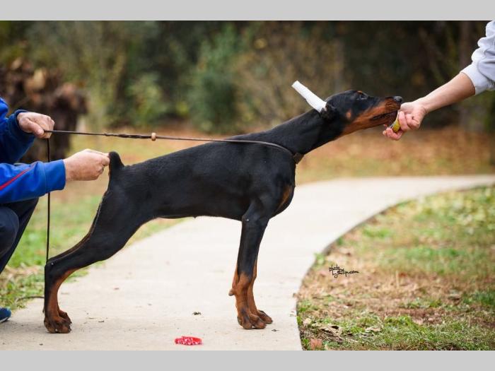 doberman prelepi štenci besplatni mali oglasi