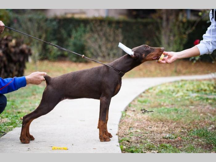 doberman prelepi štenci besplatni mali oglasi