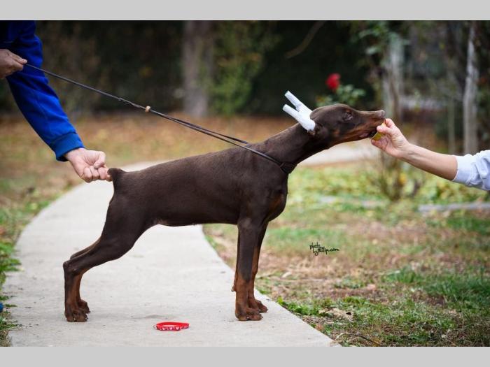 doberman prelepi štenci besplatni mali oglasi