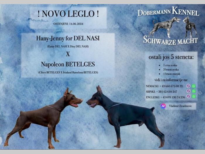 doberman prelepi štenci besplatni mali oglasi