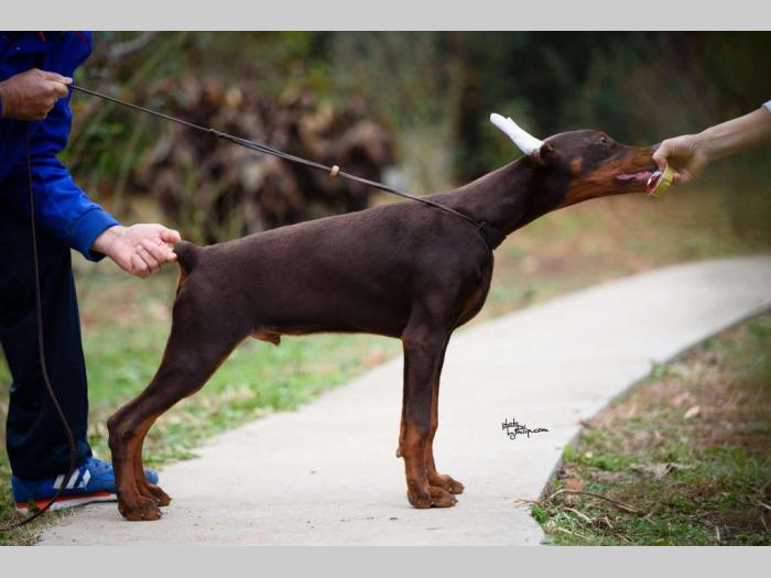 doberman prelepi štenci besplatni mali oglasi