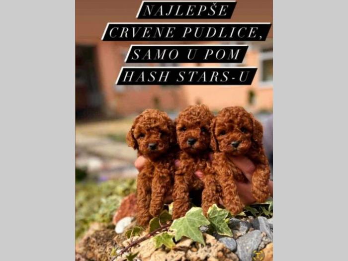 malene, prelepe, tzv teddy bear toy pudle besplatni mali oglasi