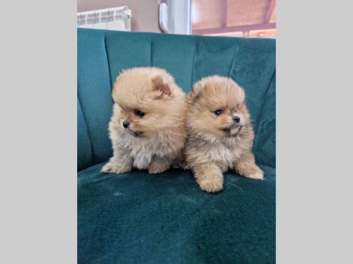 pomeranci bo tzv teddy bear besplatni mali oglasi