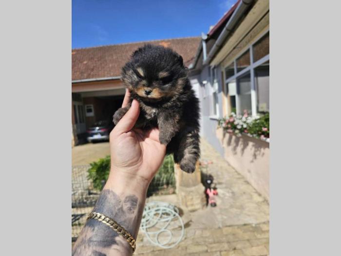 prelepi pomeranci vrhunske genetike besplatni mali oglasi