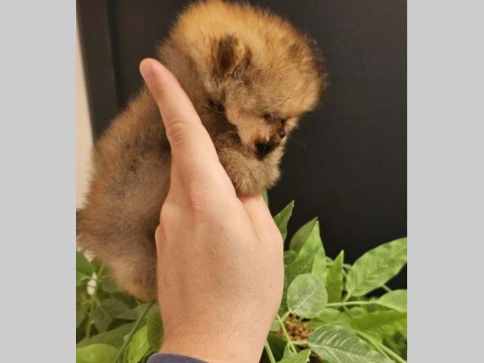 prelepi pomeranci vrhunske genetike besplatni mali oglasi
