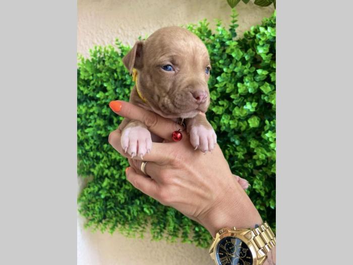pit bul terijer štenci besplatni mali oglasi