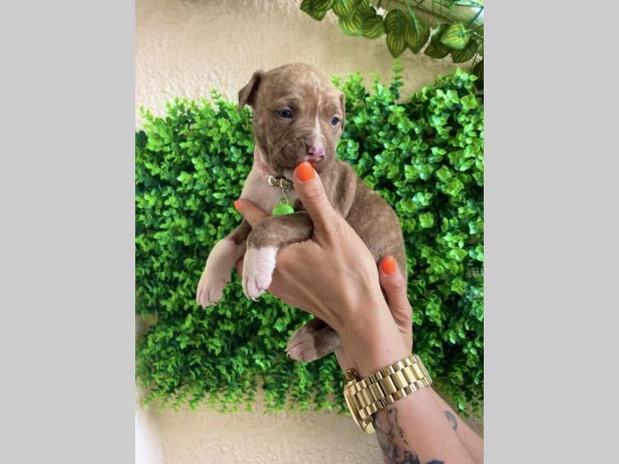 pit bul terijer štenci besplatni mali oglasi