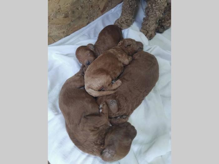 prodaja štenci patuljaste pudle besplatni mali oglasi