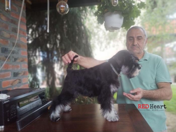 patuljasti šnaucer žensko štene besplatni mali oglasi
