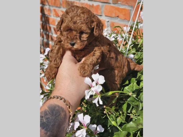 pudle tzv teddy bear besplatni mali oglasi