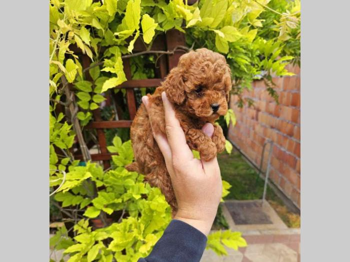pudle tzv teddy bear besplatni mali oglasi