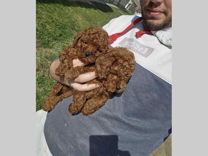 pudle tzv teddy bear besplatni mali oglasi