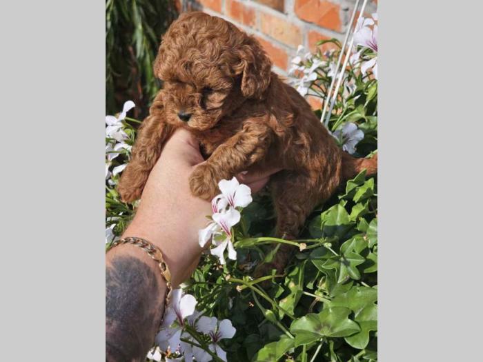 pudle tzv teddy bear besplatni mali oglasi