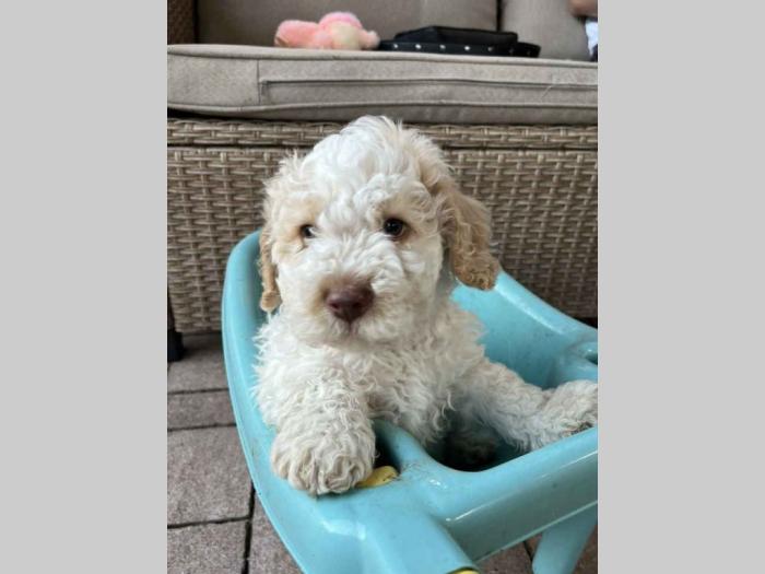 štenci rase lagotto romagnolo stari 2 mes besplatni mali oglasi