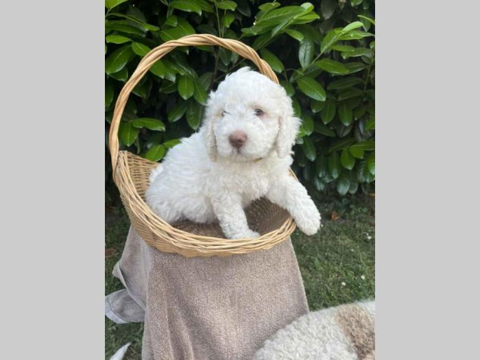 štenci rase lagotto romagnolo stari 2 mes besplatni mali oglasi