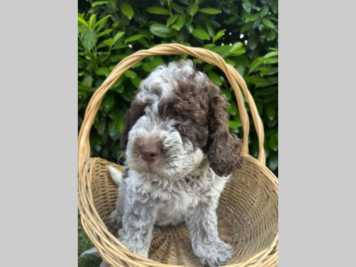štenci rase lagotto romagnolo stari 2 mes besplatni mali oglasi