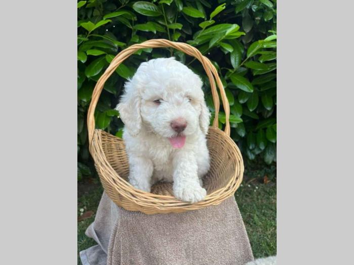 štenci rase lagotto romagnolo stari 2 mes besplatni mali oglasi