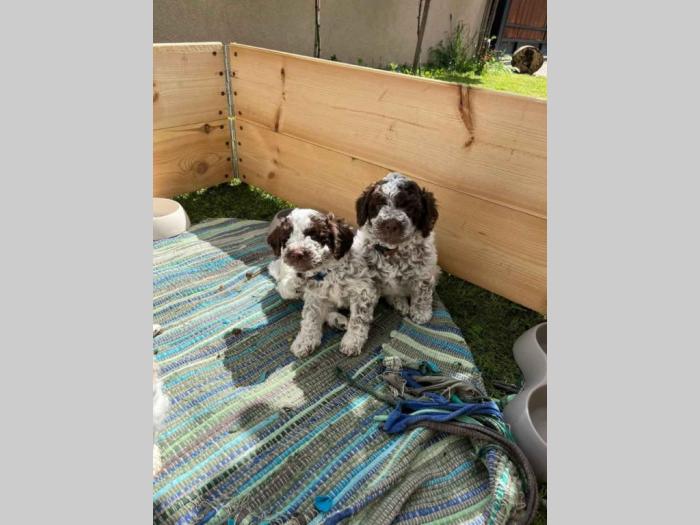štenci rase lagotto romagnolo stari 2 mes besplatni mali oglasi