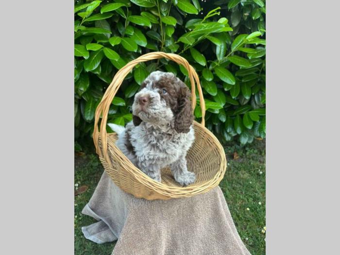 štenci rase lagotto romagnolo stari 2 mes besplatni mali oglasi