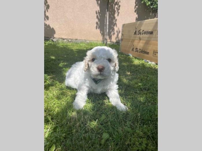 štenci rase lagotto romagnolo stari 2 mes besplatni mali oglasi