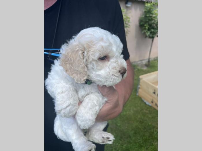 štenci rase lagotto romagnolo stari 2 mes besplatni mali oglasi