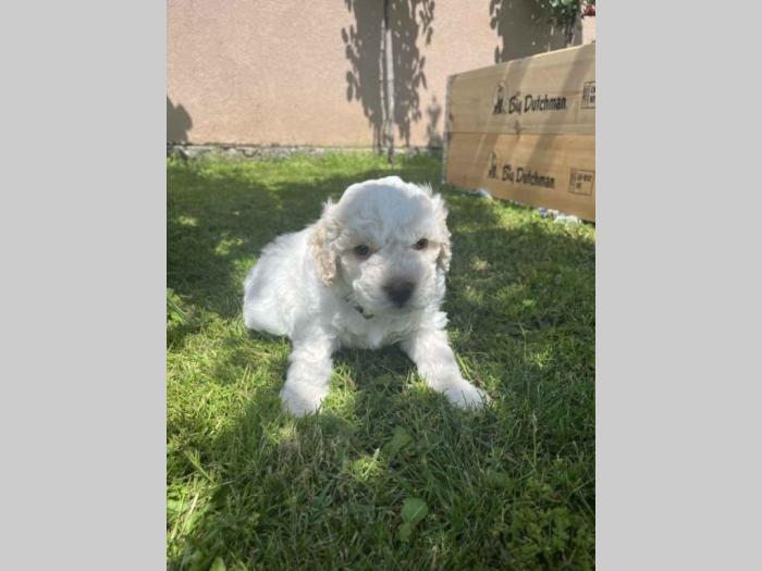 štenci rase lagotto romagnolo stari 2 mes besplatni mali oglasi