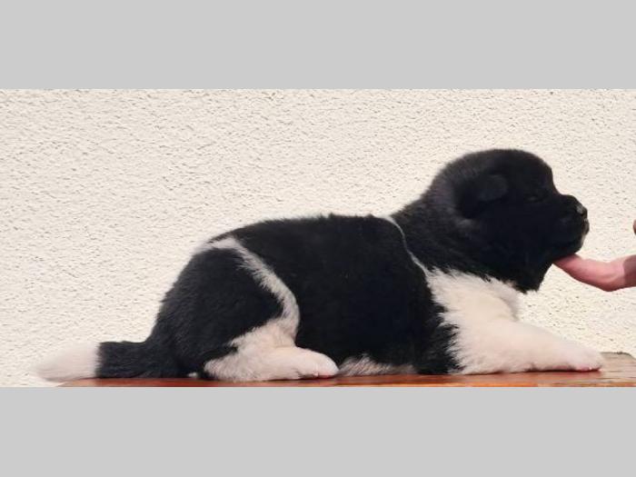američka akita top štenci besplatni mali oglasi