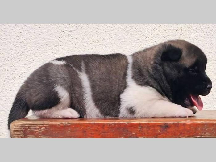 američka akita top štenci besplatni mali oglasi