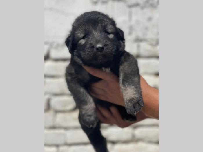 kavkaski ovčar štenci besplatni mali oglasi