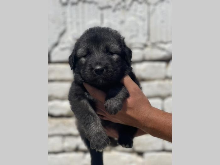 kavkaski ovčar štenci besplatni mali oglasi