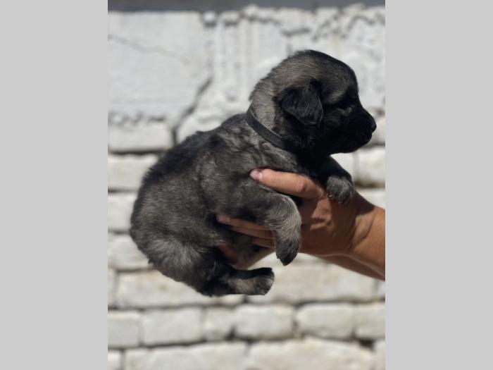 kavkaski ovčar štenci besplatni mali oglasi