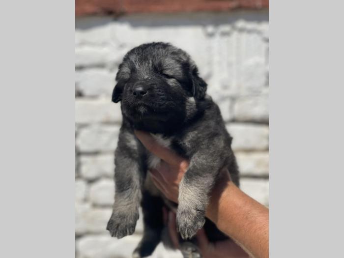 kavkaski ovčar štenci besplatni mali oglasi