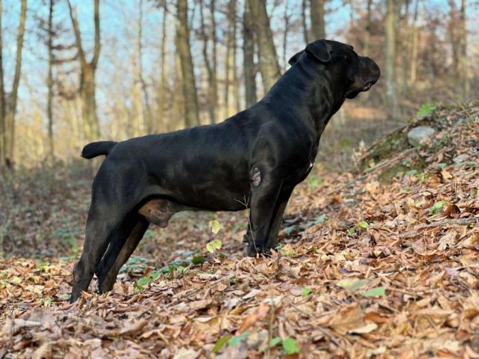 južnoafrički mastif boerboel štenci besplatni mali oglasi
