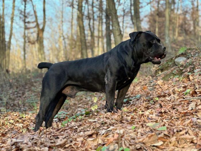južnoafrički mastif boerboel štenci besplatni mali oglasi