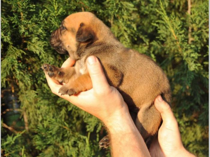 južnoafrički mastif boerboel štenci besplatni mali oglasi
