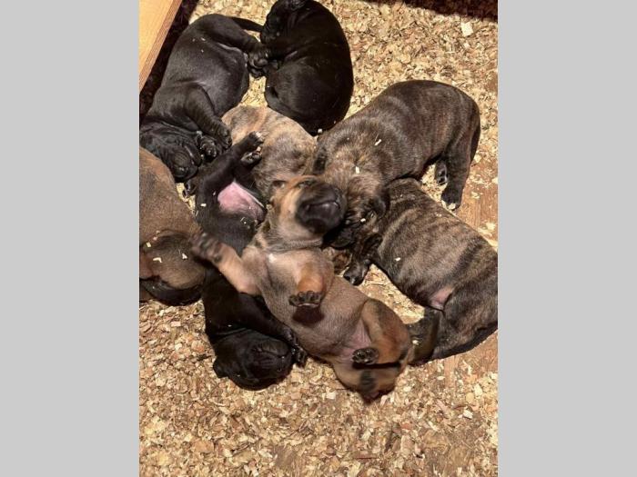 južnoafrički mastif boerboel štenci besplatni mali oglasi