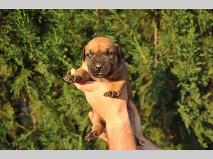 južnoafrički mastif boerboel štenci besplatni mali oglasi