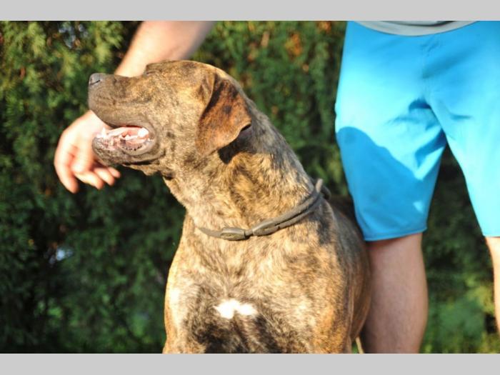 južnoafrički mastif boerboel štenci besplatni mali oglasi