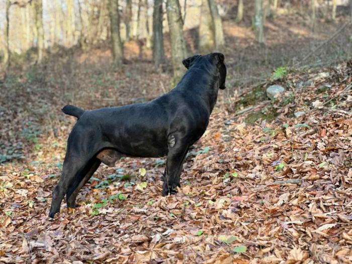 južnoafrički mastif boerboel štenci besplatni mali oglasi
