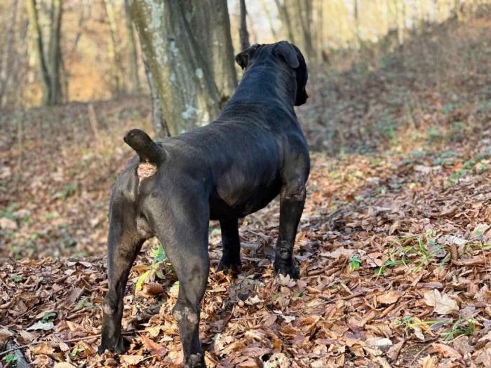 južnoafrički mastif boerboel štenci besplatni mali oglasi