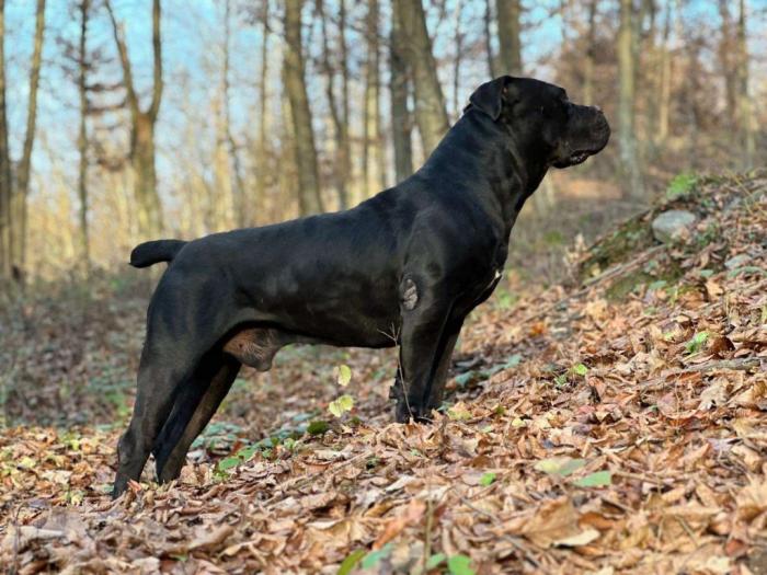 južnoafrički mastif boerboel štenci besplatni mali oglasi